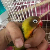 کوتوله برزیلی|پرنده|اصفهان, شهرک صنعتی امیرکبیر|دیوار