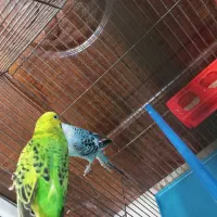 مرغ عشق|پرنده|مرودشت, فرهنگ|دیوار