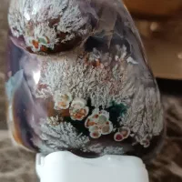 شجر کلکسیونی فردوس خاص ترین شجر ایران