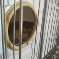 عروس هلندی جفت شده مطمعن|پرنده|ملایر, |دیوار