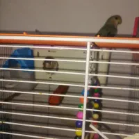 فروش ۲عدد طوطی برزیلی فیشر|پرنده|شهریار, شهرک وائین|دیوار