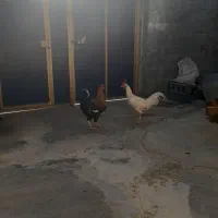 خروس|حیوانات مزرعه|جوانرود, |دیوار