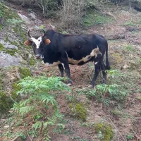 گاو محلی.آبستنی.حامله