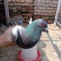 کبوتر|پرنده|گمیشان, |دیوار