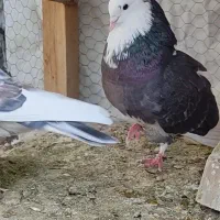 کبوتر|پرنده|پیر بکران, |دیوار