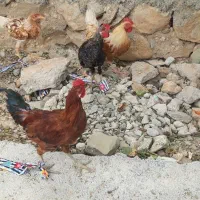 پنج عدد خروس کردی