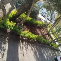خدمات باغبانی سیار گل کاری سم پاشی تعویض خاک گلدان|خدمات باغبانی و درختکاری|تهران, شهرک غرب|دیوار