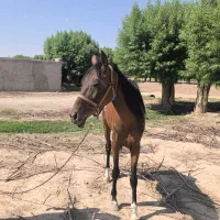 مادیون 4ساله