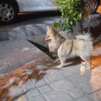 سگ پامر روباهی|سگ|شیراز, شهرک ترکان|دیوار