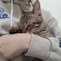 دوتا بچه گربه