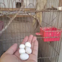 عروس هلندی ماده روی ۵ تخم|پرنده|یاسوج, |دیوار