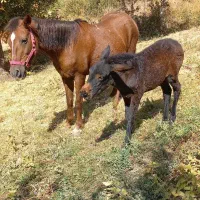 اسب مادیان|اسب و تجهیزات اسبسواری|میانه, |دیوار