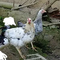 نیمچه خروس محلی(کبابی)