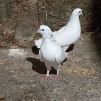 کبوتر یا کفتر