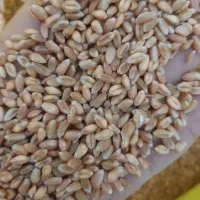 گندم پیشگام|خدمات باغبانی و درختکاری|نیر (اردبیل), |دیوار