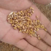 گندمLG5درجه1بذری