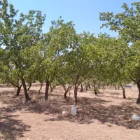 16جریب باغ بادام و 2 ساعت آب قطره ای