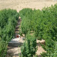 استخدام کارگر باغ نگهبان