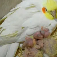 حراج جفت های عروس هلندی کار داده
