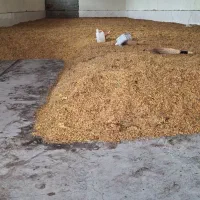 گلدن طلایی انگوری|خوردنی و آشامیدنی|تهران, بازار|دیوار