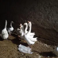 دو جفت غوغاز مناسب نگهداشتن و کشتن|حیوانات مزرعه|زهک, |دیوار