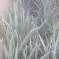 آلورا|گل و گیاه طبیعی|گرمسار, |دیوار