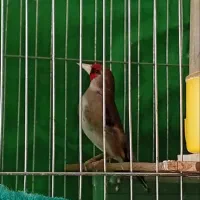 جفت سهره نر و ماده دورگ. کاردداده.و جوجه نر دهبکری