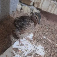 بلدرچین ۳۵ روزه