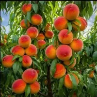کود ۱۰۰٪ ارگانیک / افزایش تناژ بار / کشاورزی / باغ