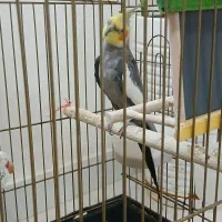 عروس هلندی