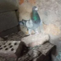 مسافتی|پرنده|آذرشهر, |دیوار