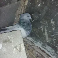 سینه سبز وآبی وپلاکی وسرور سیاه|پرنده|شیراز, آزادی|دیوار