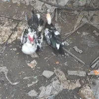 اردک و غاز|حیوانات مزرعه|ایرانشهر, |دیوار