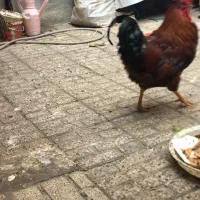 خروس لاری جوان سالم وقوی