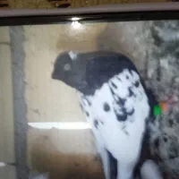 زیورآلات تزعینی شصتی سینه دوتا 800|بدلیجات|قزوین, |دیوار