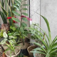 گل قیمت مناسب