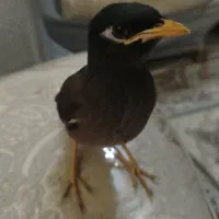 جوجه مینا