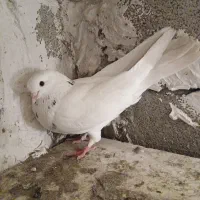 طوقی|پرنده|اردبیل, |دیوار