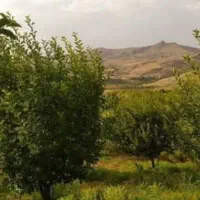 باغچه