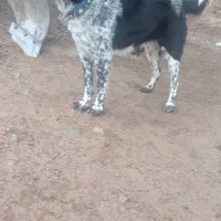 سگ قدرجونی اصل|سگ|صحنه, |دیوار