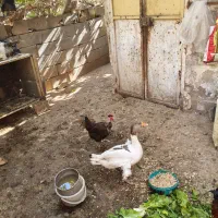 یک عدد غاز بزرگ