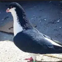 کفتر گمشده