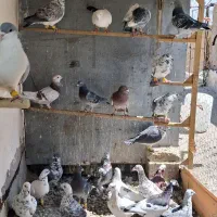 ۲۴ تا دلاور  همه نر. بپرون ببر تاکستان.