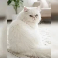 پرشین نر