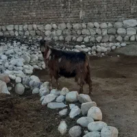 فروش۳۰راس بز|حیوانات مزرعه|اندیمشک, |دیوار