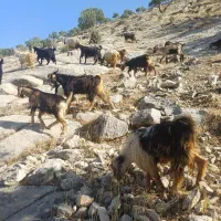 فروش‌کهره‌نر