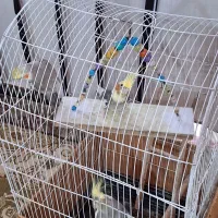 ۳ عدد عروس هلندی به همراه قفس و وسایل