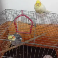 پرنده عروس حرف زن