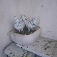 یک جفت کفتر هفت رنگ