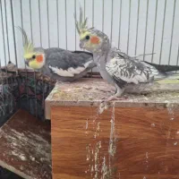 فروش عروس هلندی